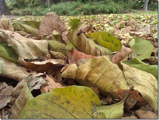 Crispy crunchy leaves in the Botanical Gardens. Photo by Nic Freeman