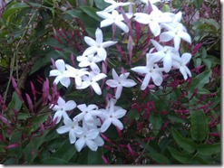 First Jasmine flowers. Photo by Nic Freeman