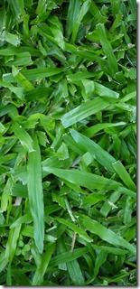 Green fresh grass. Photo by Nic Freeman