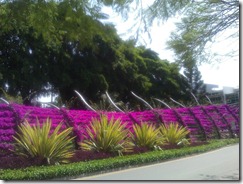Purple Brisbane South Bank