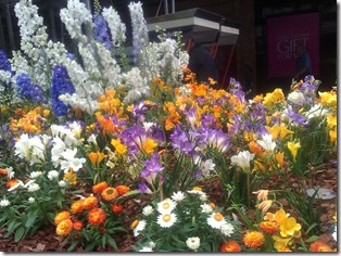 Queen Street bloom Brisbane
