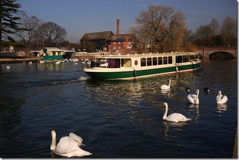 Swans and boats - Stratford-Upon-Avon, England, UK