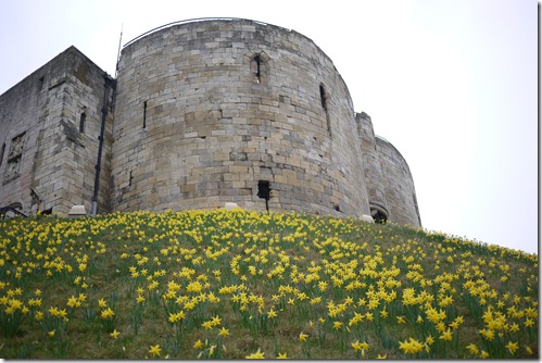 The Castle Tower with daffodill bloom in York, Yorkshire, England, UK