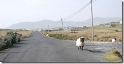 A stubborn sheep - The west coast of Ireland: Near Newport on way to Achill Island