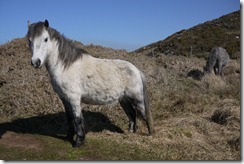 Making friends with ponies - Strumble Head walk Pembrokeshire Coast National Park Wales