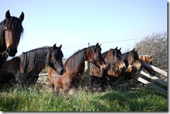 Strumble Head walk Pembrokeshire Coast National Park Wales