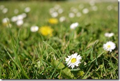 Strumble Head walk Pembrokeshire Coast National Park Wales