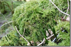 Talybont Reservoir waterfall walk Brecon Beacons National Park, Wales