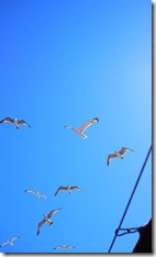 Gulls circling the ferry to The Princes' Islands Istanbul Turkey