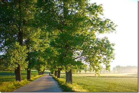 Early morning, el Camino de Santiago, Camino Frances, Spain