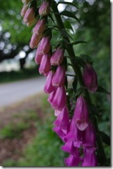 Purple bells - Walking Camino de Santiago from Sarria, Spain 