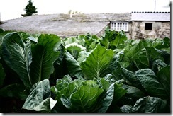 Vegetable patch - Walking Camino de Santiago from Sarria, Spain 