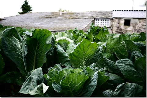 Vegetable gardens along the Camino de Santiago, near Sarria, Spain