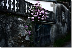 Roses in bloom - Walking Camino de Santiago from Sarria, Spain 