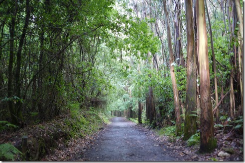 Gum trees - Walking Camino de Santiago from Sarria, Spain 