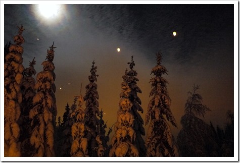 Snow-covered pines in Norway