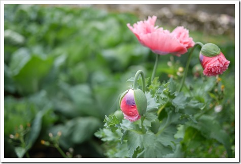 The joys of Spanish Spring