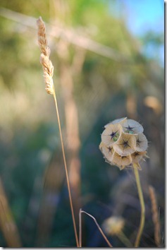 Flowers walking Ronda, Spain