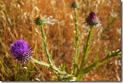 Flowers walking Ronda, Spain