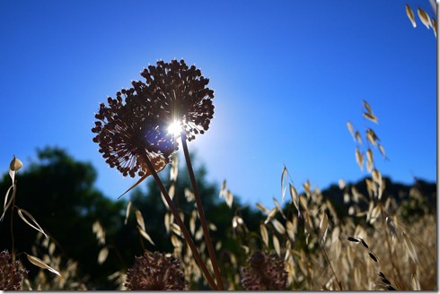 Flowers walking Ronda, Spain