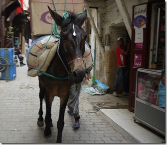 Donkey in the Fez Medina, Morocco