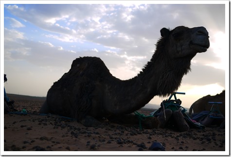 Camels in the Sahara Desert, Morocco