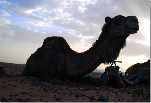 My camel for a day in  the Sahara Desert, Morocco