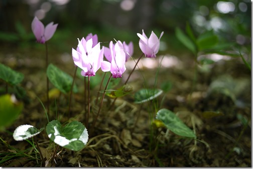 Plitvice Lakes National Park Croatia
