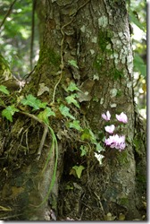 Flowers in Plitvice Lakes National Park Croatia