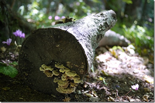 Plitvice Lakes National Park Croatia