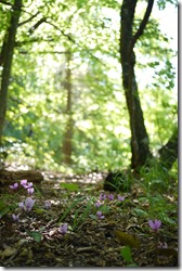 Plitvice Lakes National Park Croatia