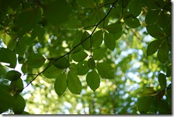 Plitvice Lakes National Park Croatia