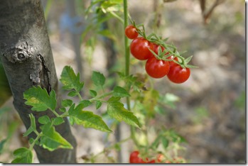 home grown produce in Petrinja Croatia