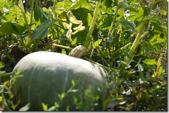 home grown produce in Petrinja Croatia