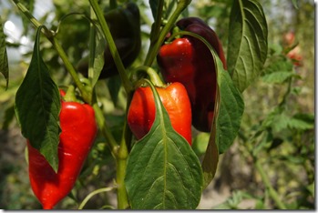 home grown produce in Petrinja Croatia