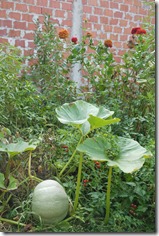 home grown produce in Petrinja Croatia