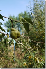 home grown produce in Petrinja Croatia