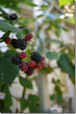 home grown produce in Petrinja Croatia