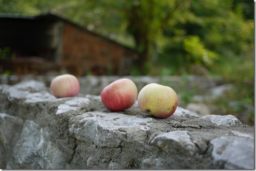 home grown apples in Petrinja Croatia