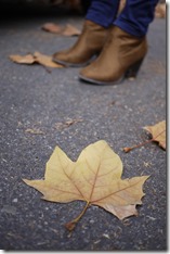 Autumn leaf in Melbourne
