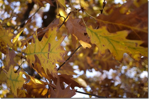 Autumn leaves Melbourne Australia