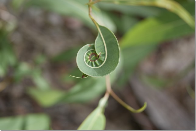 Gum leaf at Mt Mee Queensland near Brisbane